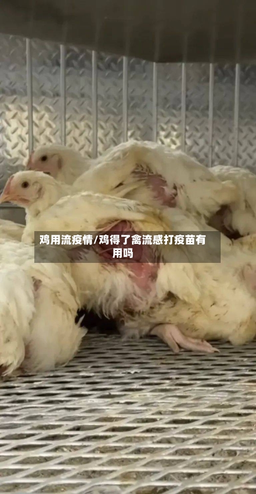 鸡用流疫情/鸡得了禽流感打疫苗有用吗