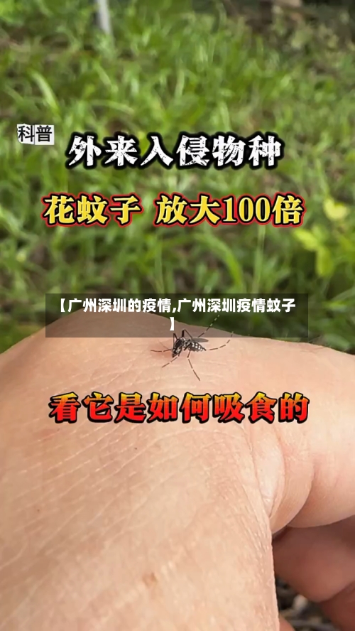 【广州深圳的疫情,广州深圳疫情蚊子】
