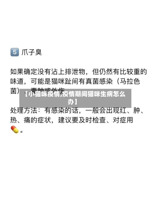 【小猫咪疫情,疫情期间猫咪生病怎么办】