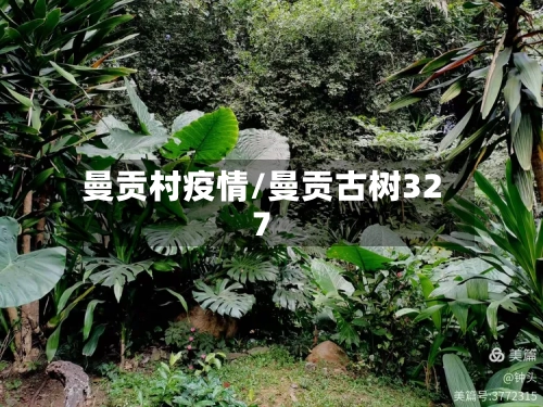 曼贡村疫情/曼贡古树327