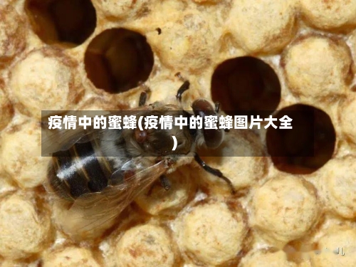 疫情中的蜜蜂(疫情中的蜜蜂图片大全)