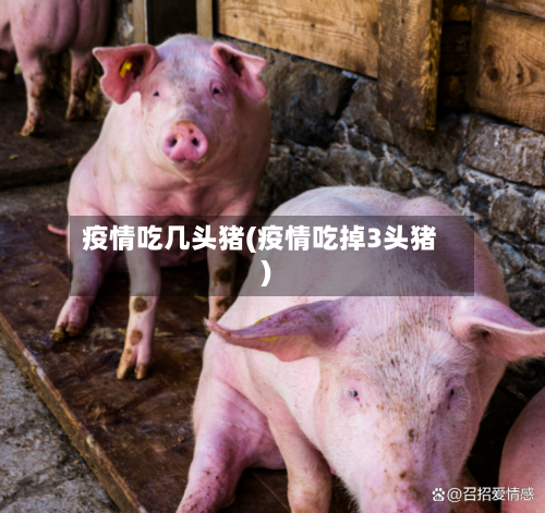 疫情吃几头猪(疫情吃掉3头猪)