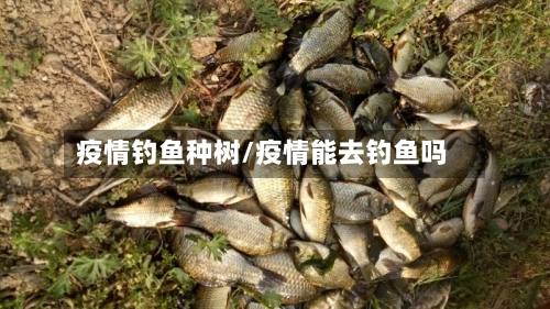 疫情钓鱼种树/疫情能去钓鱼吗