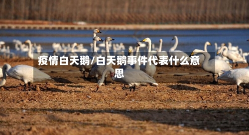 疫情白天鹅/白天鹅事件代表什么意思-第2张图片