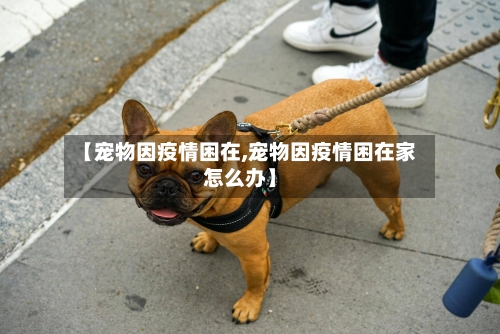 【宠物因疫情困在,宠物因疫情困在家怎么办】-第2张图片