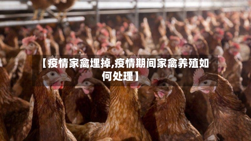 【疫情家禽埋掉,疫情期间家禽养殖如何处理】-第2张图片