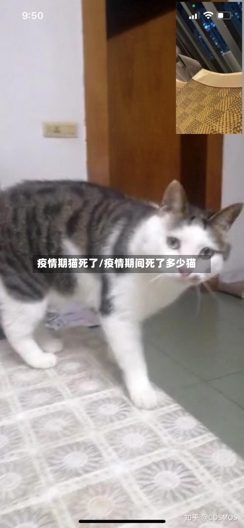 疫情期猫死了/疫情期间死了多少猫