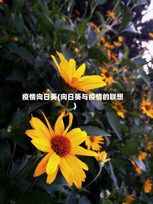 疫情向日葵(向日葵与疫情的联想)