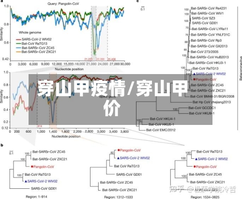 穿山甲疫情/穿山甲价-第2张图片