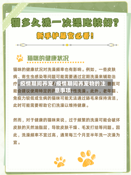 疫情期间养宠/疫情期间养宠物的注意事项