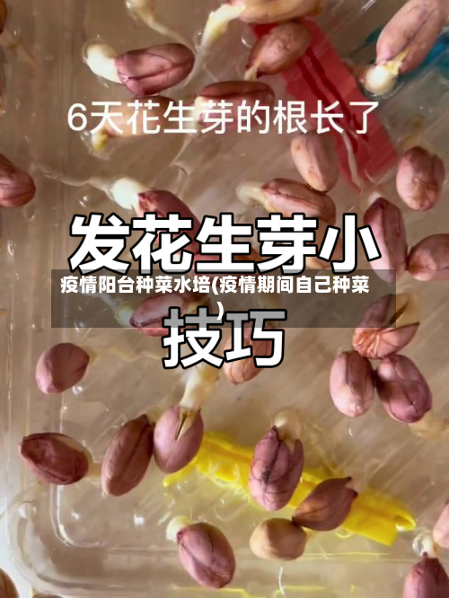 疫情阳台种菜水培(疫情期间自己种菜)-第3张图片