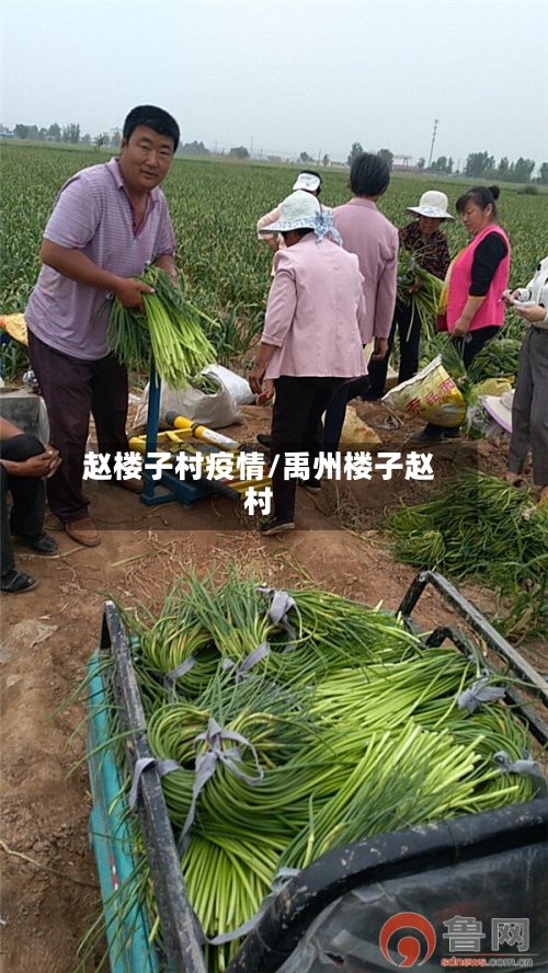 赵楼子村疫情/禹州楼子赵村