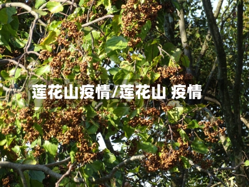 莲花山疫情/莲花山 疫情-第3张图片