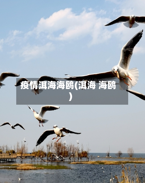 疫情洱海海鸥(洱海 海鸥)