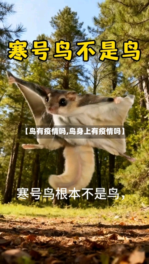 【鸟有疫情吗,鸟身上有疫情吗】-第2张图片