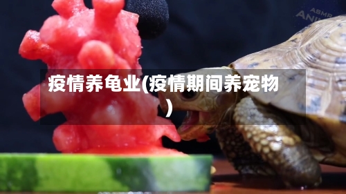 疫情养龟业(疫情期间养宠物)-第3张图片
