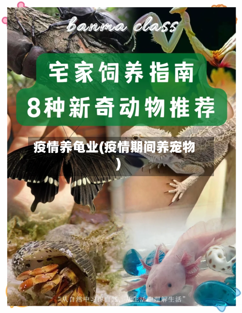 疫情养龟业(疫情期间养宠物)