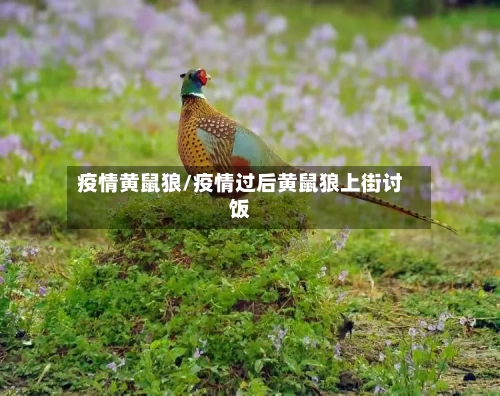 疫情黄鼠狼/疫情过后黄鼠狼上街讨饭-第2张图片