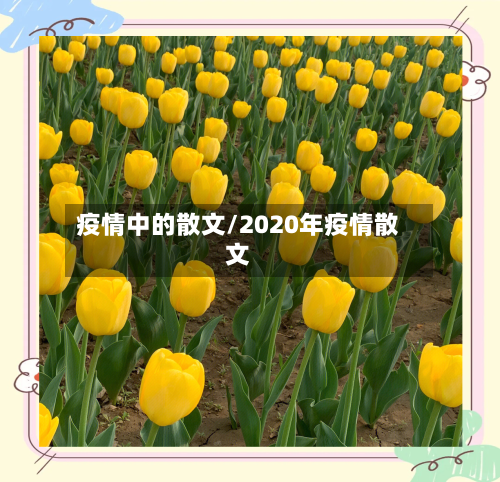 疫情中的散文/2020年疫情散文