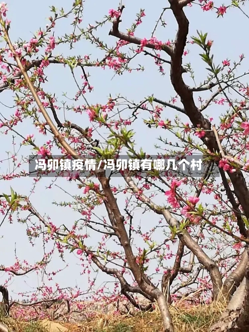 冯卯镇疫情/冯卯镇有哪几个村