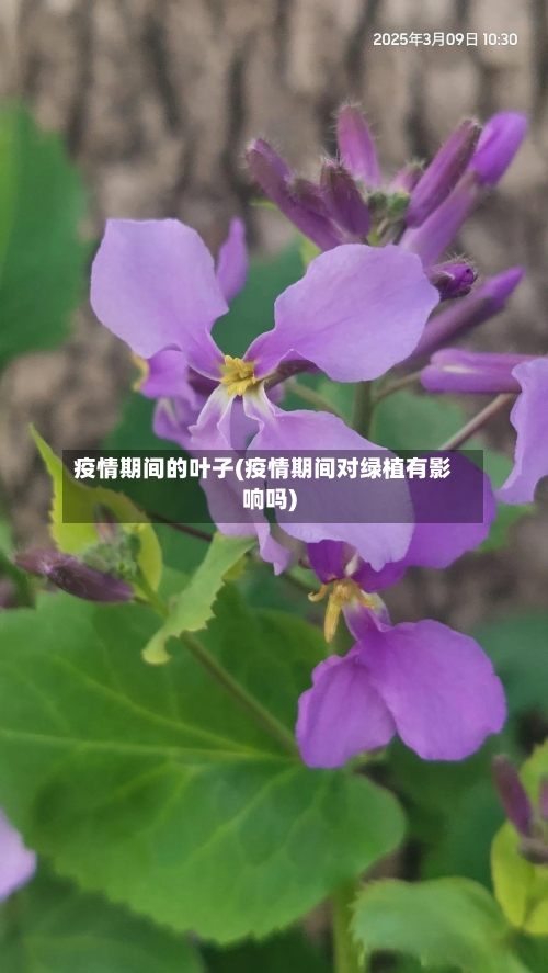 疫情期间的叶子(疫情期间对绿植有影响吗)